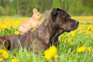 lapin et chien ensemble