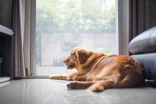 chien couché près d'une fenêtre