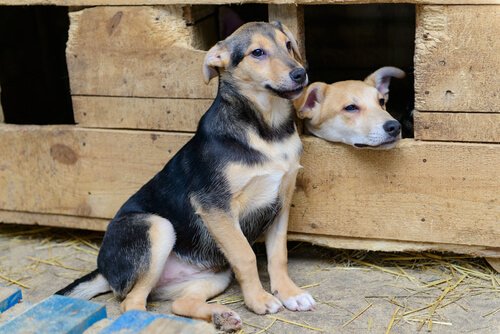 Chiens croisés et de race, des caractères différents Chiens croisés et de race, des caractères différents