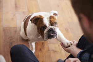 5 chiens idéaux pour les petits appartements