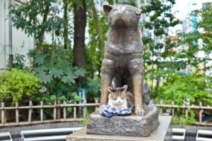 4 chiens qui ont suivi les traces de Hachiko