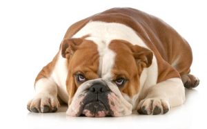 Voici ce que votre chien déteste
