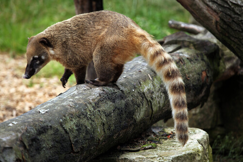 les coatis sont des espèces exotiques