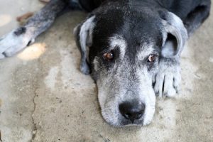 se souvenir pour un chien