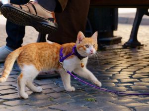 Astuces pour promener un chat