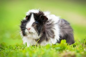 8 curiosités sur les cochons d'inde