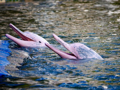 Le surprenant dauphin rose d’Amazonie Le surprenant dauphin rose d’Amazonie