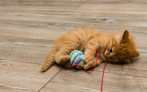 les jouets faits maison pour chats - mes animaux
