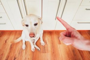 dresser convenablement son chien pour qu'il puisse aider à la maison