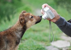 Conseils pour faire de belles photos de votre chien