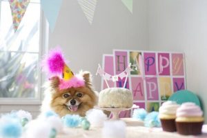 Un repas de fête pour votre chien