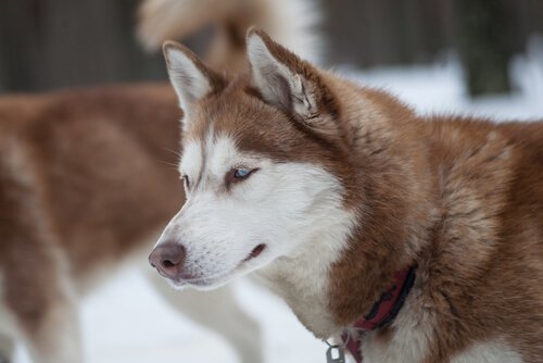 Malamute d'Alaska et Husky Sibérien
