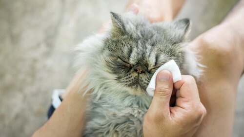 Conseils pour nettoyer les yeux de votre chat Conseils pour nettoyer les yeux de votre chat
