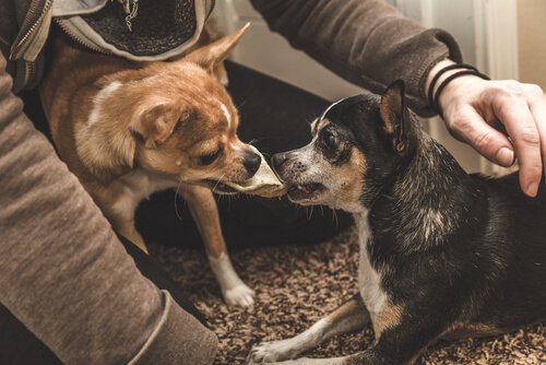 chiens jaloux