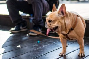 Quelle est la meilleure laisse pour votre chien ?