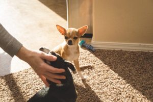 Les chiens sont-ils jaloux ?