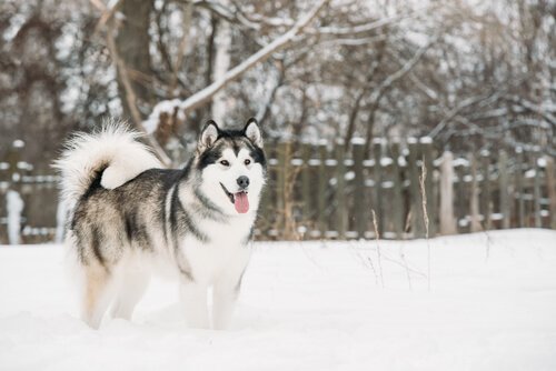 malamute d'Alaska dans la neige