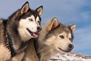 Différences entre Malamute de l'Alaska et Husky Sibérien