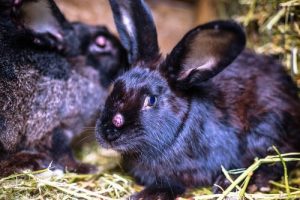 Les virus du lapin