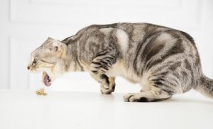 Que faire si on a empoisonné mon chat ?