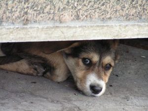 Comment gérer la peur de l'orage chez les chiens
