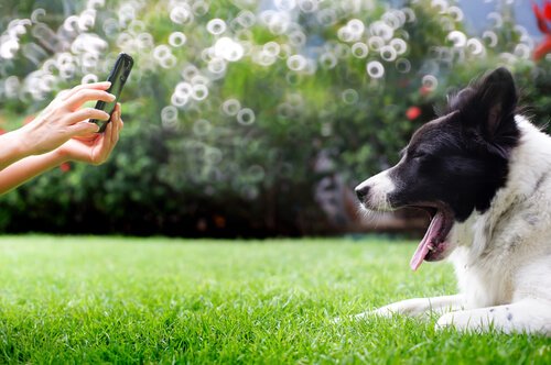 personne qui prend des photos de son chien