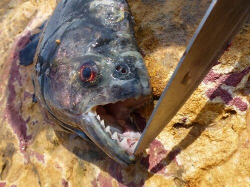 piranha