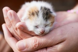 Que faire si vous trouvez une portée de chatons dans la rue ?