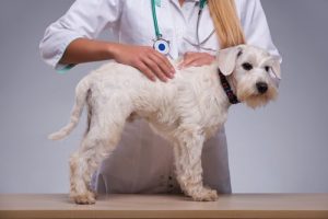 Une protubérance sur la peau du chien. Qu'est-ce que c'est ?