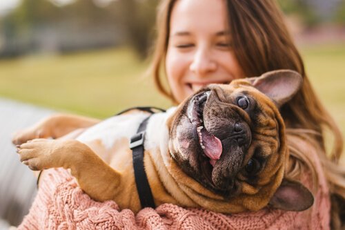 bouledogue français dans les bras de sa maitresse
