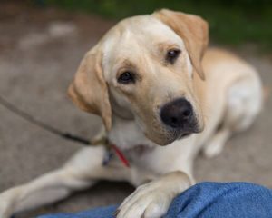 Votre chien peut-il aider à la maison ?