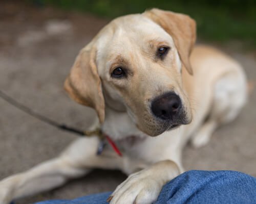 Votre chien peut-il aider à la maison ? Votre chien peut-il aider à la maison ?