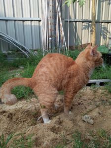 constipation chez le chat