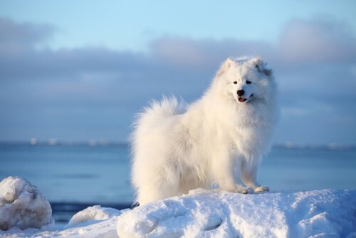5 Races De Chiens Nordiques à Découvrir Mes Animaux
