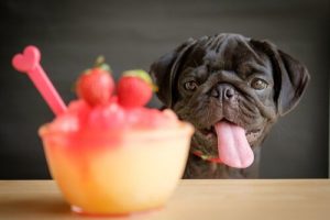 4 recettes de smoothies pour chiens