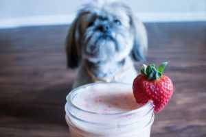 smoothies pour chiens