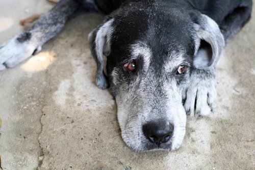 chien souffrant d'alzheimer