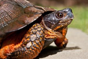 4 types de tortues domestiques