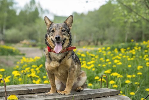 Le vallhund suédois, le chien des vikings