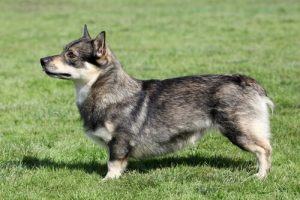 comportement du vallhund suédois