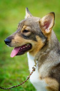 vallhund suédois en alerte