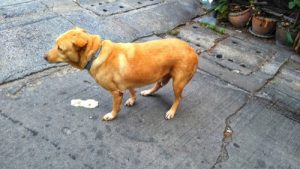 Vomissements jaunes des chiens : causes et symptômes