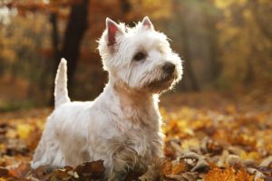 Les races de chiens Terrier d'Ecosse