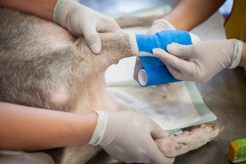 vétérinaire qui soigne la patte d'un chien