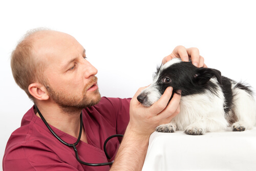 Comment nettoyer les yeux de votre chien ?
