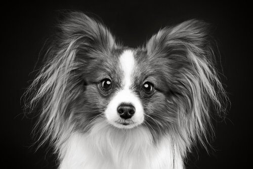 Prenez garde aux cheveux blancs chez les jeunes chiens