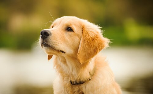 adopter un golden retriever