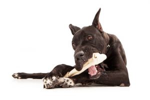 Quelques conseils pour l'alimentation des grands chiens