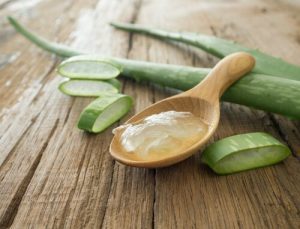 l'aloe vera en guise de médicament naturel pour animaux