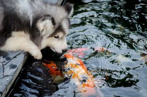 Amitiés entre espèces animales
